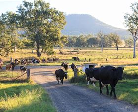 Tommerups Dairy Farmstay - Sunshine Coast Tourism 0