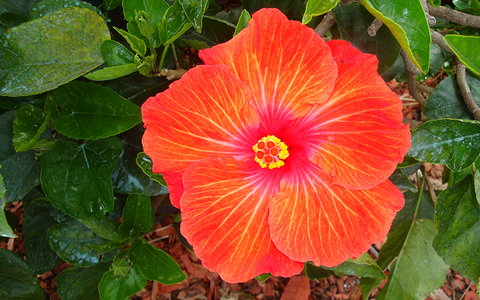 BEST WESTERN Sea Spray Motel - Sunshine Coast Tourism 23