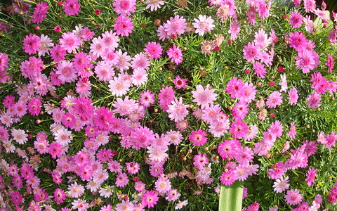 BEST WESTERN Sea Spray Motel - Sunshine Coast Tourism 27