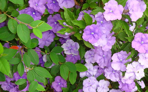 BEST WESTERN Sea Spray Motel - Sunshine Coast Tourism 26