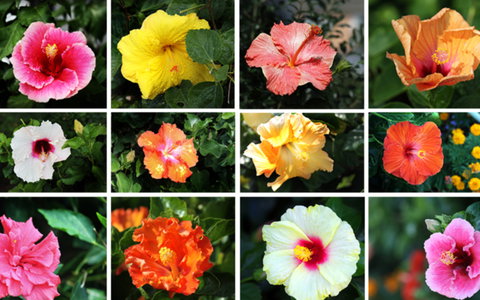 BEST WESTERN Sea Spray Motel - Sunshine Coast Tourism 28