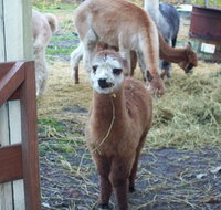 Aroundtu-It Eco Caravan Park - Sunshine Coast Tourism