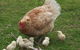 Eden Orchard And Farmstay - thumb 3