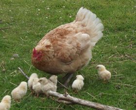 Eden Orchard And Farmstay - Holiday Sunshine Coast 3