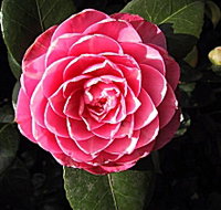 Cloverlea Gardens Bed and Breakfast - Sunshine Coast Tourism