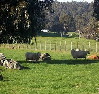 Ferndale Guest Cottage - Holiday Sunshine Coast