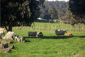 Ferndale Guest Cottage - Holiday Sunshine Coast 0