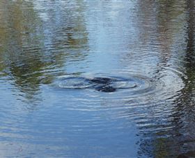 Platypus Park Country Retreat - Sunshine Coast Tourism 4