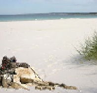 Bicheno Backpackers Hostel - Sunshine Coast Tourism