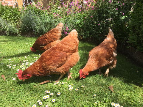 Aggies Bed And Breakfast - Holiday Sunshine Coast 3