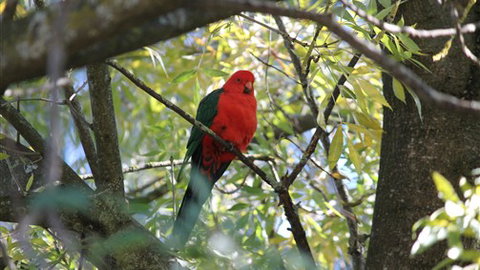 Gentle Annie Caravan And Camping Reserve - Sunshine Coast Tourism 2