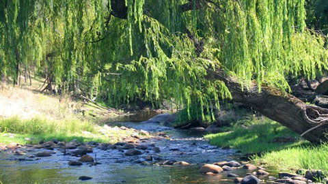 Elmstead Cottages - Sunshine Coast Tourism 5