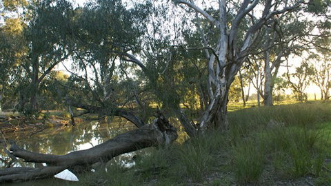Numurkah Caravan Park - Sunshine Coast Tourism 5