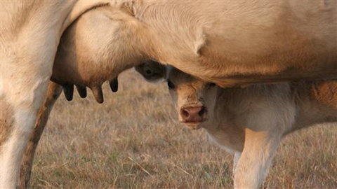 Cathedral Valley Farm - Sunshine Coast Tourism 1