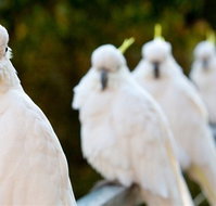 Aireys Inlet Getaway Resort - Sunshine Coast Tourism