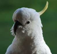 Around About Lorne Studios or BB - Sunshine Coast Tourism