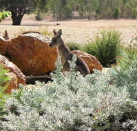 Kangaroos in the Top Paddock - Sunshine Coast Tourism