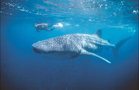 Mantarays Ningaloo Beach Resort - Sunshine Coast Tourism 7