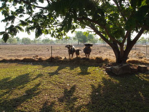 Berry Creek Bush Retreat - Holiday Sunshine Coast 2