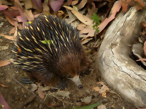 Hobbs Point Cottage - Sunshine Coast Tourism 7
