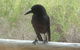 Raven Cottage - thumb 8
