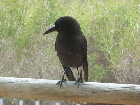 Raven Cottage - Sunshine Coast Tourism 8