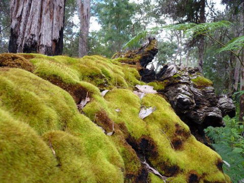 Wolfe Creek Crater Camp At Wolfe Creek Crater National Park - Holiday Sunshine Coast 14