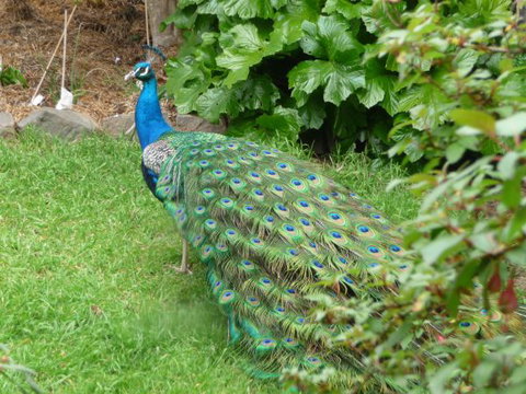 Eurambeen Historic Homestead And Gardens - Sunshine Coast Tourism 4