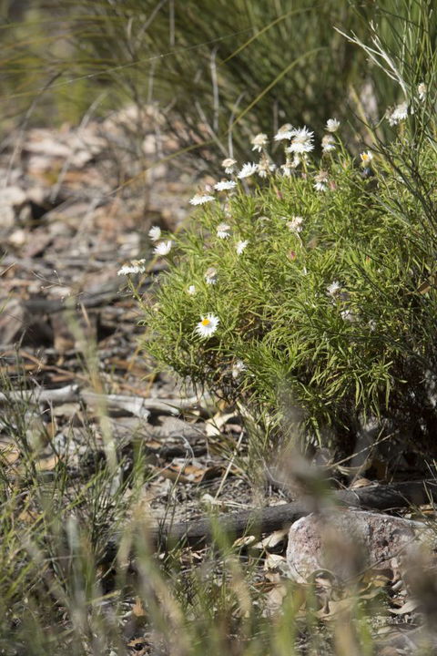 Kroombit Tops National Park Camping Ground - Holiday Sunshine Coast 1
