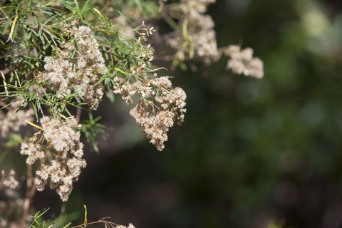 Kroombit Tops National Park Camping Ground - Holiday Sunshine Coast 2