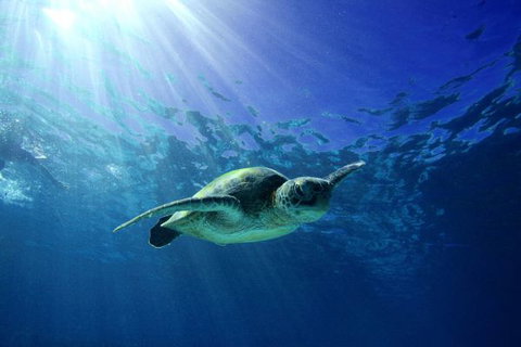 Mackerel Islands - Sunshine Coast Tourism 6