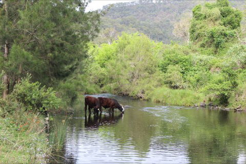 Greenlee Cottages - Sunshine Coast Tourism 1