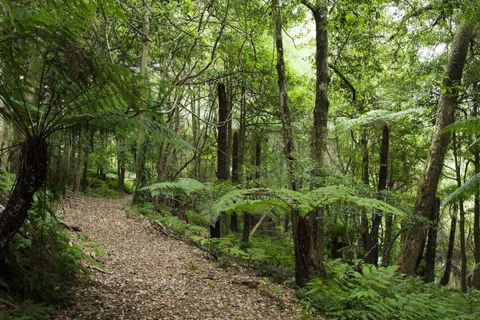 The Jungle Lodge, Blue Mountains Botanic Gardens - Sunshine Coast Tourism 7