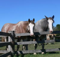 Clydesdale Motel and Steakhouse - Sunshine Coast Tourism