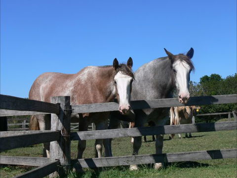 Clydesdale Motel And Steakhouse - Holiday Sunshine Coast 0