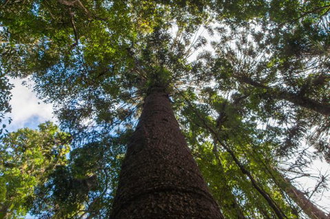 Bunya Mountains Accommodation Centre - Sunshine Coast Tourism 4