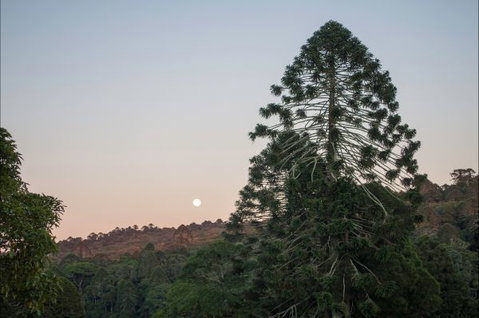Bunya Mountains Accommodation Centre - Sunshine Coast Tourism 6