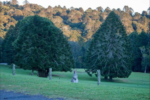 Bunya Mountains Accommodation Centre - Sunshine Coast Tourism 8