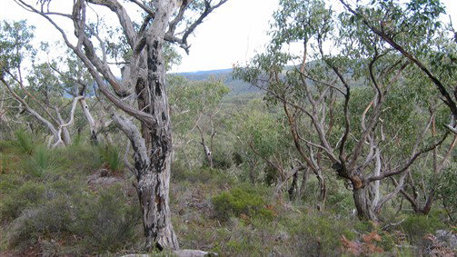 Paynes Crossing NSW Sunshine Coast Tourism