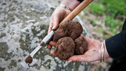 Black Cat Cottage - Sunshine Coast Tourism 1