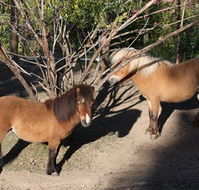 Cloud End Farmstay - Sunshine Coast Tourism