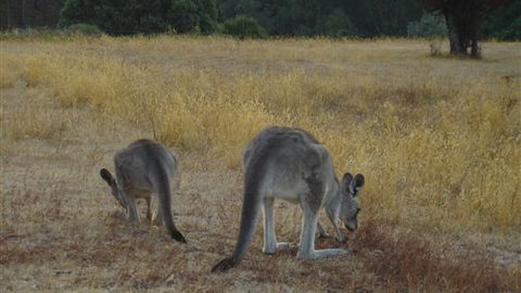 Kunala Chalet - Pinnacle Valley Resort - Sunshine Coast Tourism 3