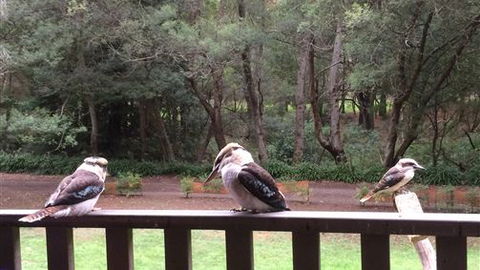 Wildwood Retreat - Holiday Sunshine Coast 1