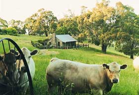 Adelaide Hills Country Cottages - Gum Tree Cottage - Holiday Sunshine Coast 1