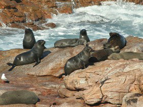 Couch Beach SA Sunshine Coast Tourism