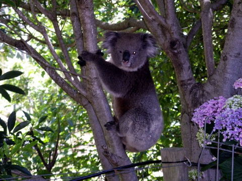 Adelaide Hills Bed & Breakfast Accommodation - Holiday Sunshine Coast 4