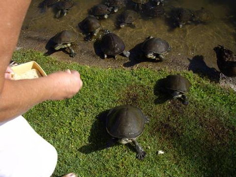 Alexander Lakeside Bed & Breakfast - Sunshine Coast Tourism 2