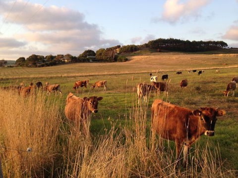 Daysy Hill Country Cottages - Sunshine Coast Tourism 7
