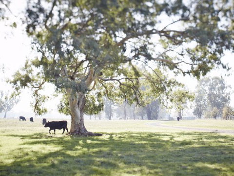 WillOaks B&B - Sunshine Coast Tourism 7