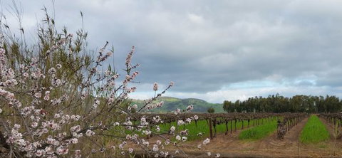 Barossavilla Guest House - Sunshine Coast Tourism 9